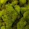 Ashland® Reindeer Moss